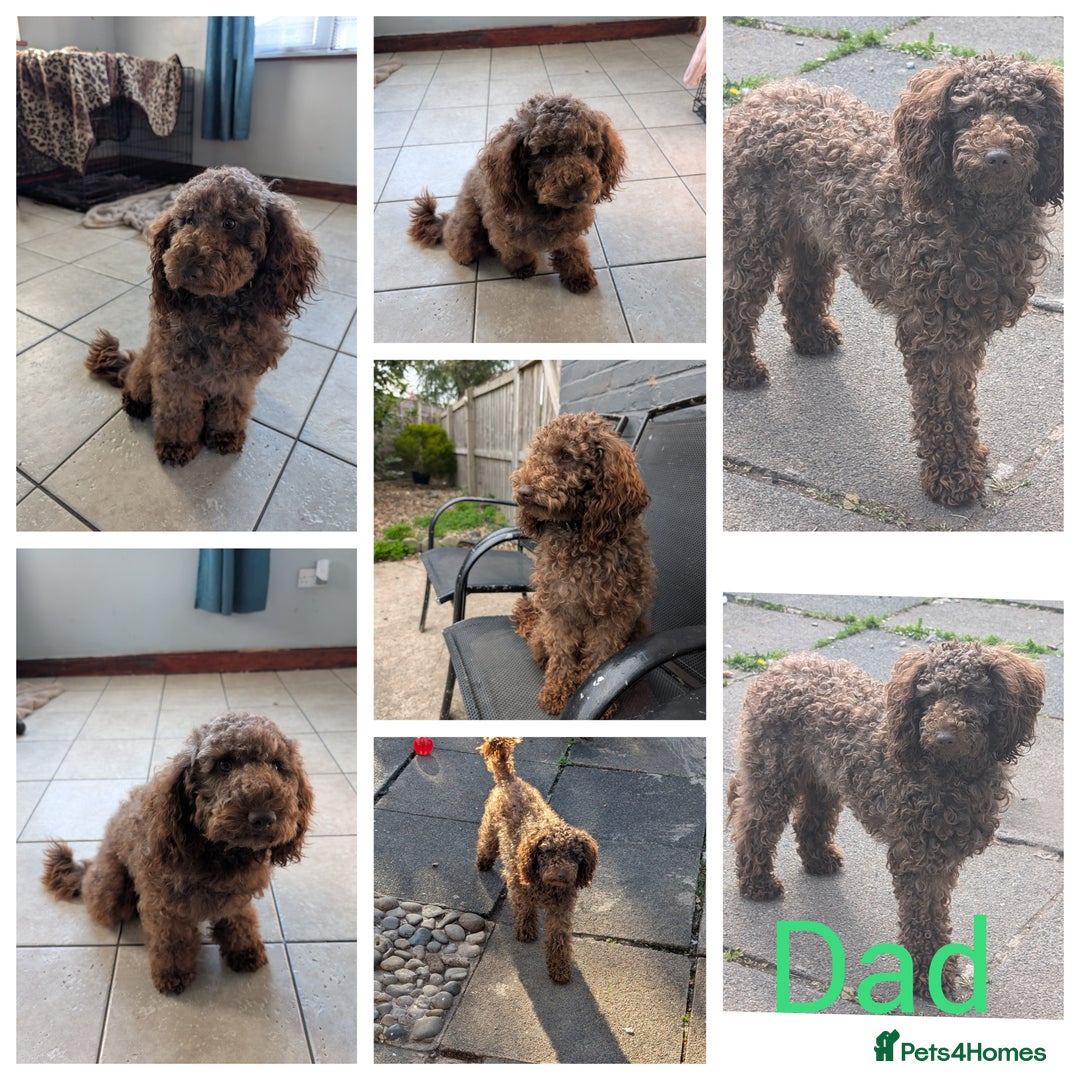 Cockapoo dogs for sale: F2b cockapoo Puppies (all females) - Image 12