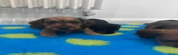 Miniature Dachshund dogs for sale: Miniature dachshund Wirehaired  - Advert 27