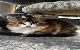 Ragcoon cats for sale: Beautiful ragcoon kittens - Image 4