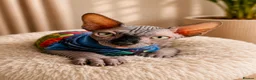 Sphynx cats for sale: Blue eyes Sphynx kitten TICA & GCCF show cats  - Advert 10