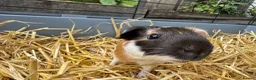 Guinea Pig rodents for sale: Two lovely boy guinea pigs in Heathfield - Advert 3