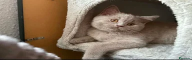 British Shorthair 3