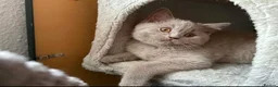British Shorthair cats for sale: Kittens British Shorthairs in Peterborough - Advert 4