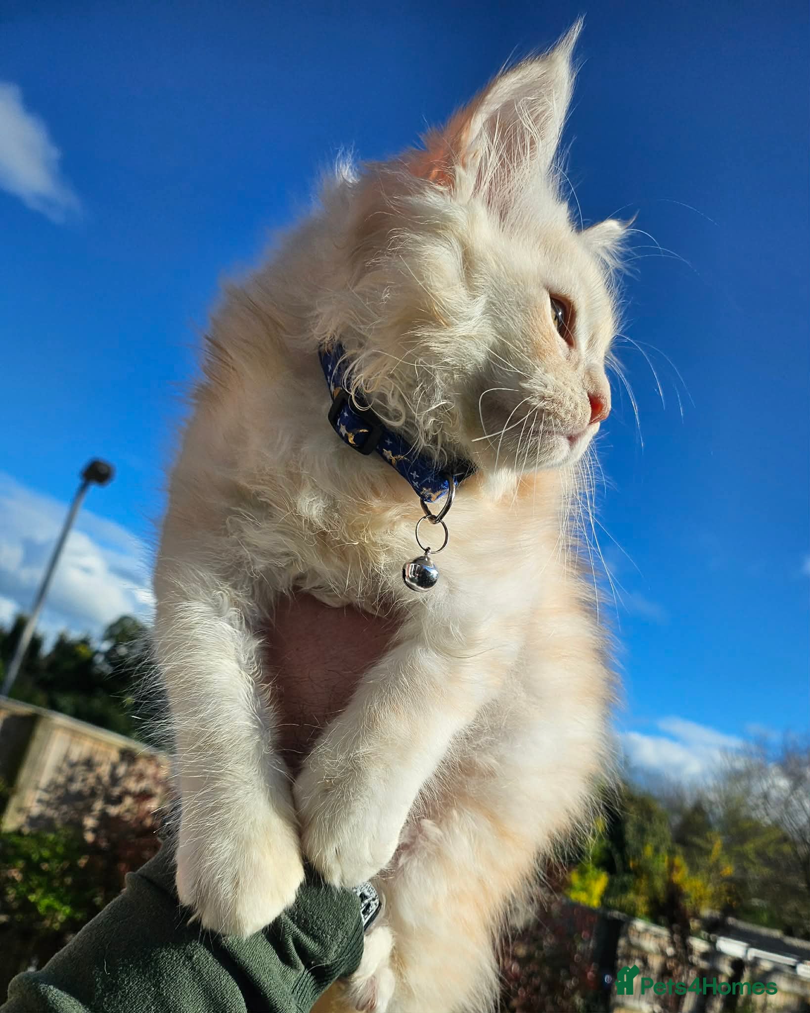 Maine Coon cats XXL Exceptional Pedigree Kittens Russian line - Advert 10