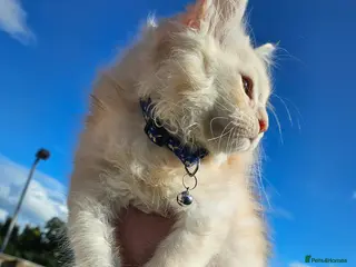 Maine Coon cats XXL Exceptional Pedigree Kittens Russian line - Advert 10