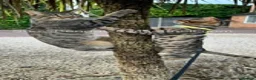 Bengal cats for sale: Bengal silverstorm and brown Rosette kittens - Advert 22