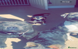 Mixed Breed dogs for sale: Chihuahua puppies  - Image 6