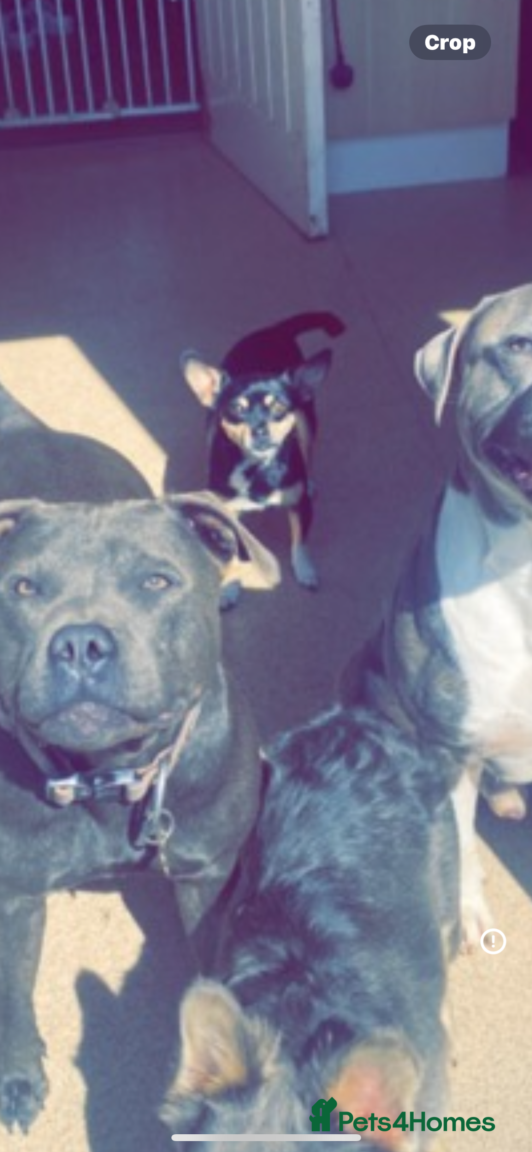 Mixed Breed dogs for sale: Chihuahua puppies  - Image 6