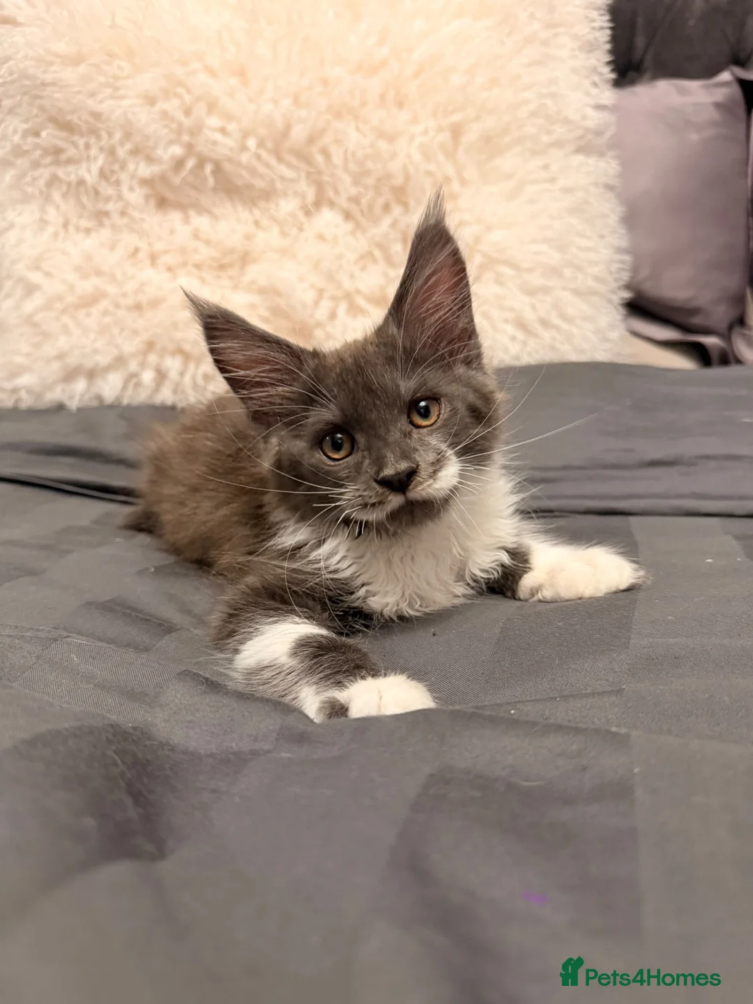 Maine Coon cats for sale: Stunning Maine Coon Litter Of Kittens  - Advert 1