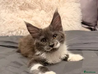 Maine Coon cats Stunning Maine Coon Litter Of Kittens - Advert 3