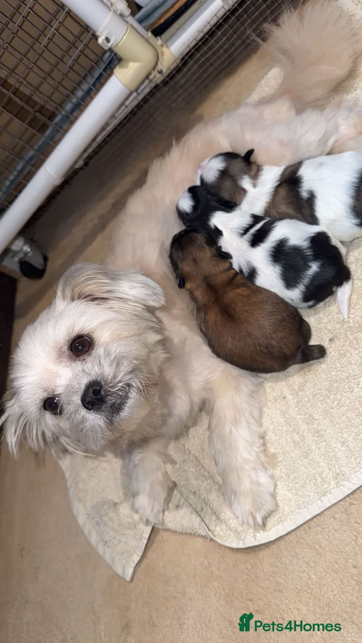 Shih Tzu dogs Shih Tzu puppies - Advert 4
