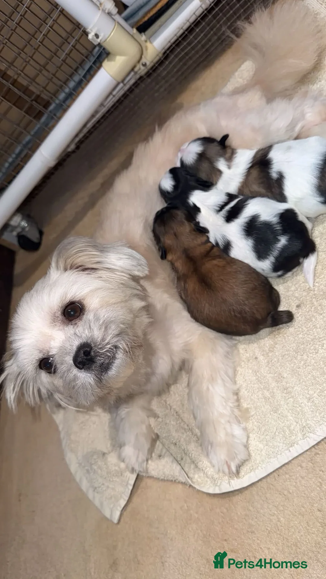 Shih Tzu dogs for sale: Shih Tzu puppies - Advert 1