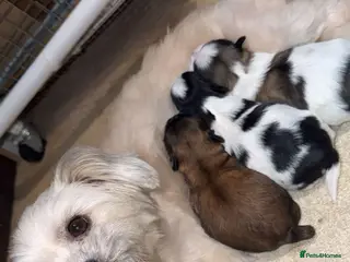 Shih Tzu dogs Shih Tzu puppies - Advert 4