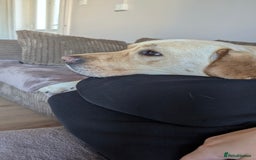 Labrador Retriever dogs for stud: Large male  - Advert 4