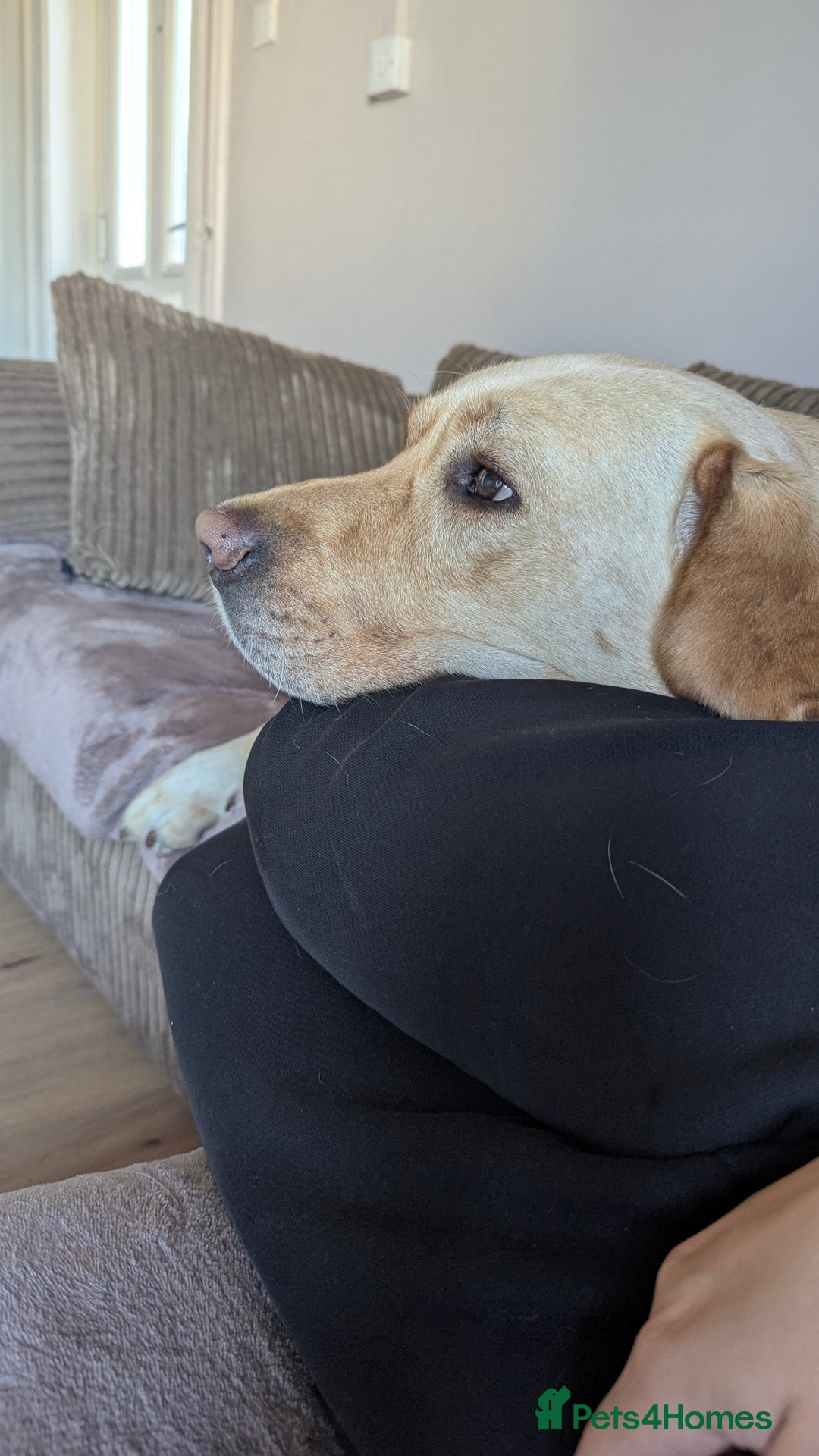 Labrador Retriever dogs for stud: Large male  - Advert 4