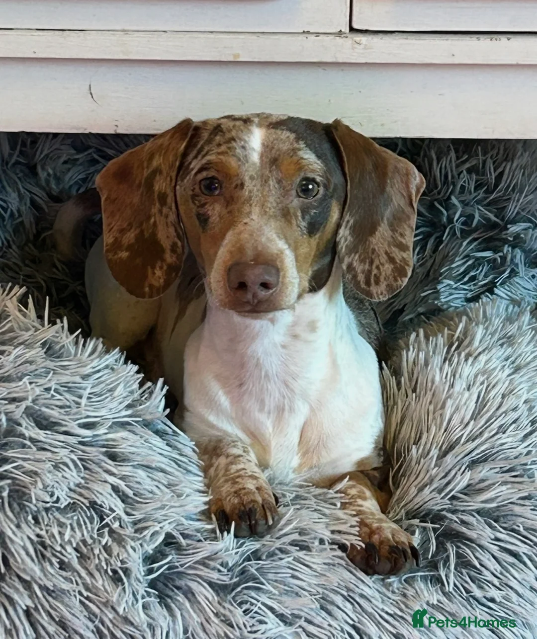Miniature Dachshund dogs for stud: Beautiful boy for stud  in London - Advert 6