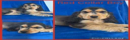 Cocker Spaniel dogs for sale: Health Clear KC Reg Sable Show Cokers  - Advert 11