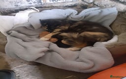 Mixed Breed cats for sale: 9 week old female kitten  - Image 8