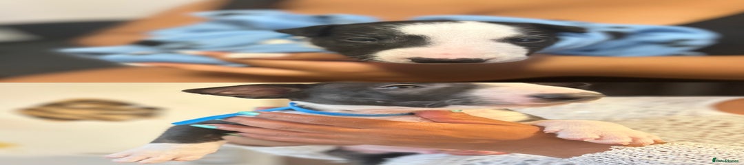 Bull Terrier Puppy 3