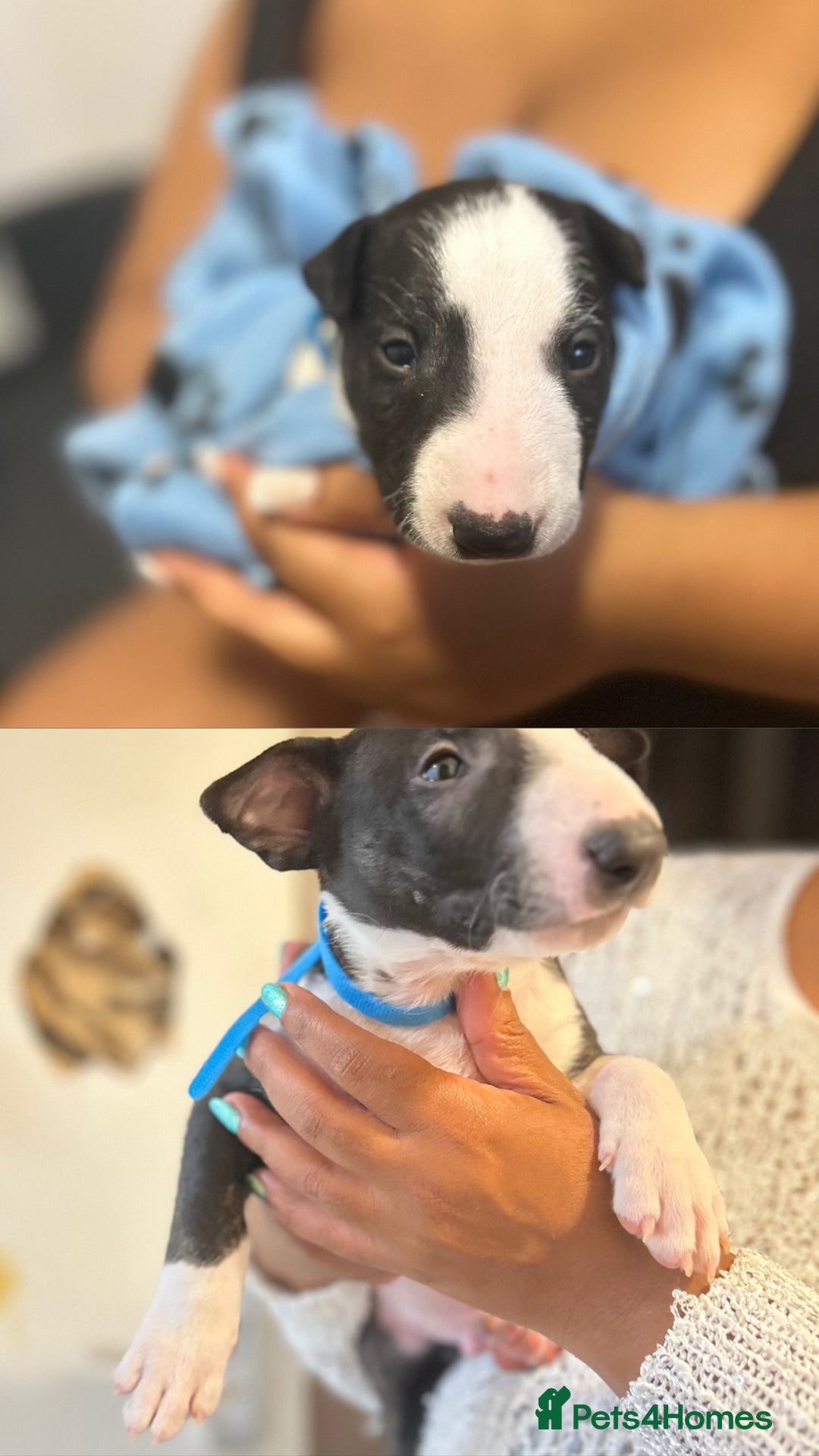 Bull Terrier dogs for sale: READY NOW. KC REGISTERED Bull Terrier Puppies - Image 11