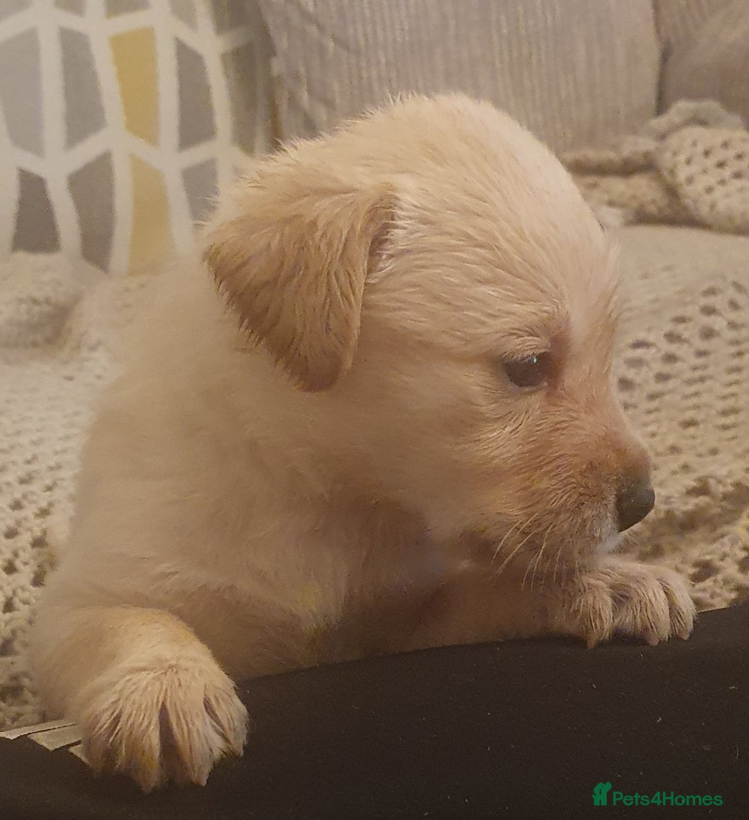 Labrador Retriever dogs for sale: labrador pups for sale home reared - Advert 8