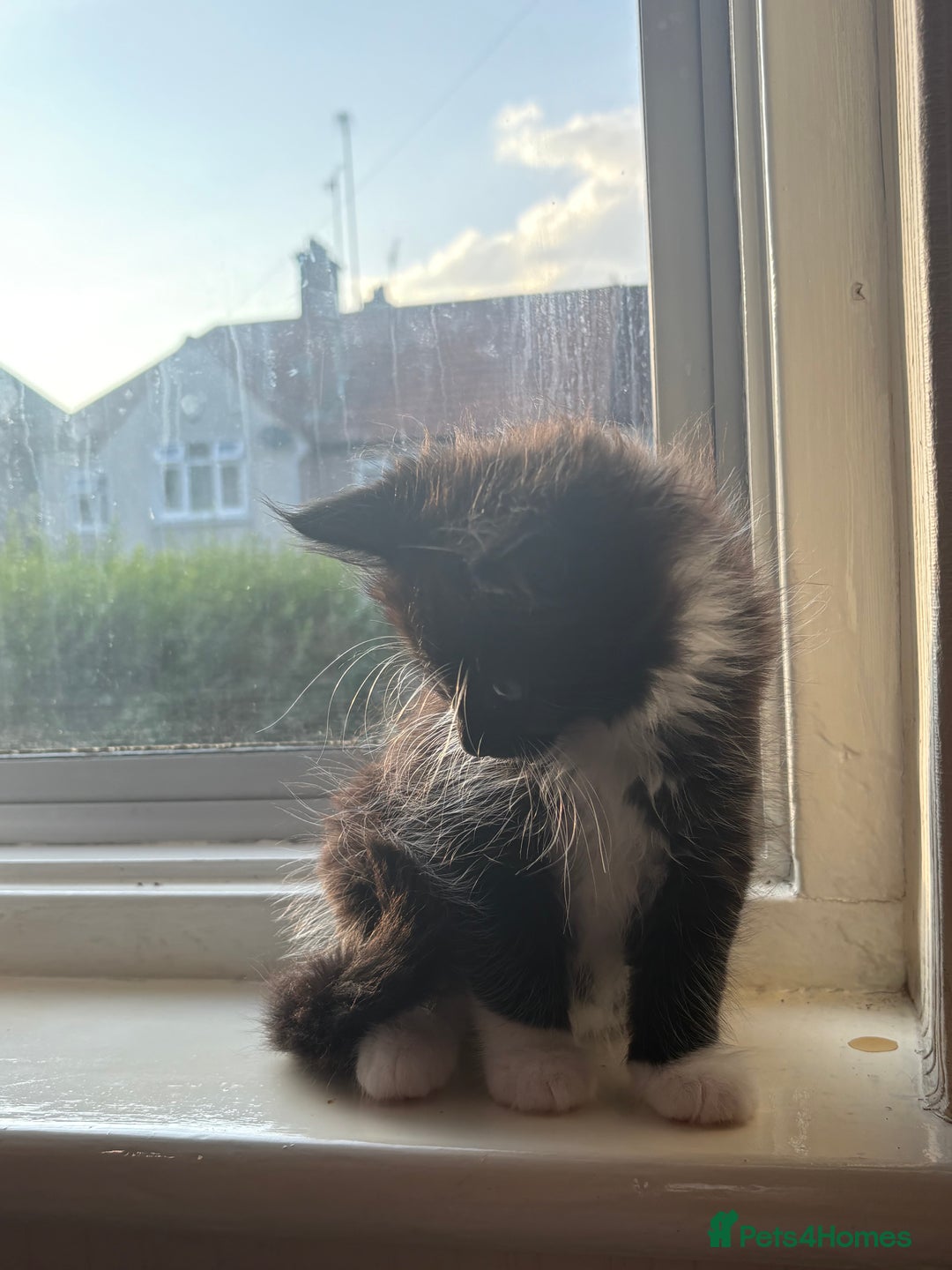 British Shorthair cats for sale: three lovely ladies for sale - Image 14