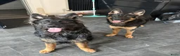 German Shepherd dogs for sale: 2 young beautiful German shepherd pups  - Advert 7