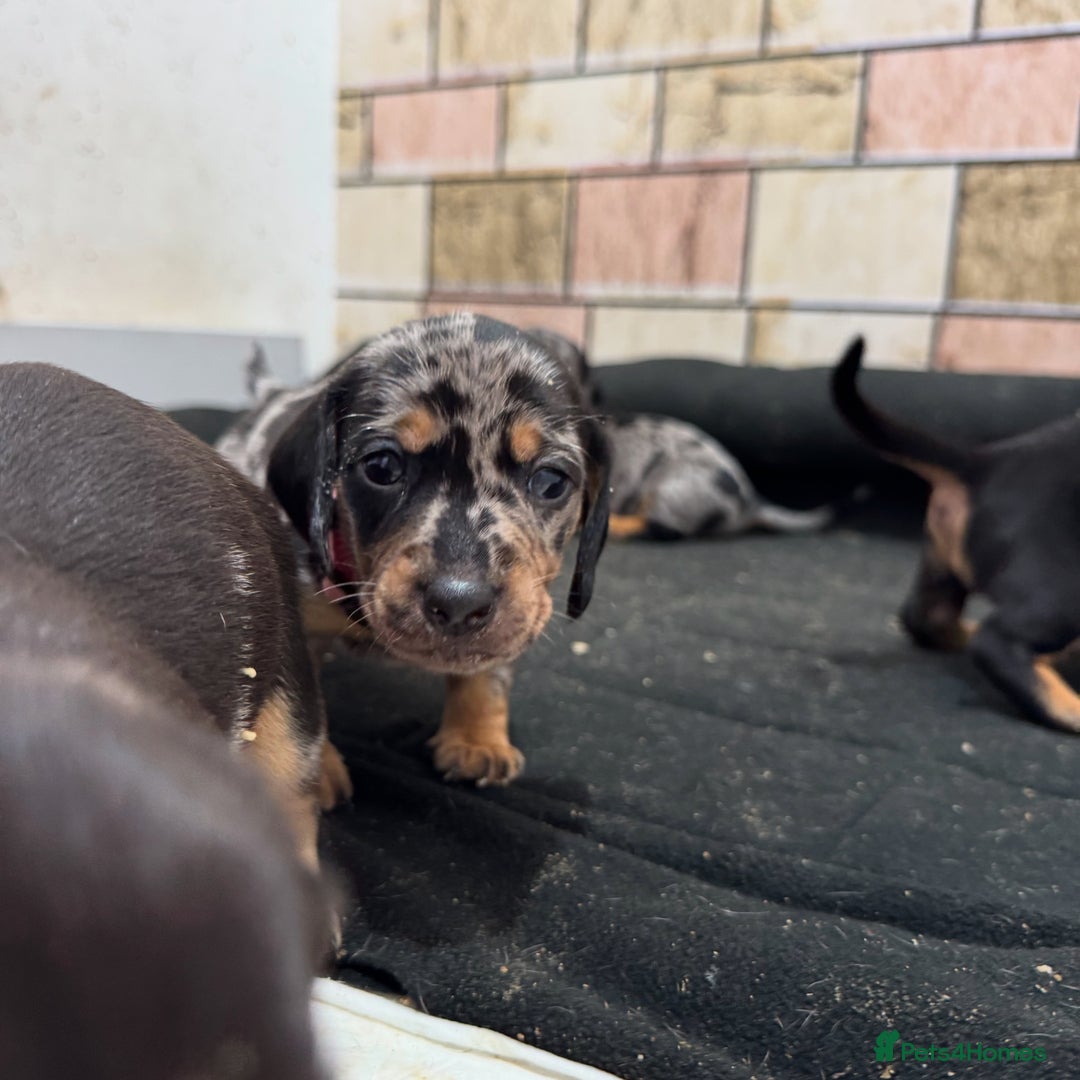 Dachshund dogs for sale: Dachshund pups 3 boys left  in Bootle - Image 17