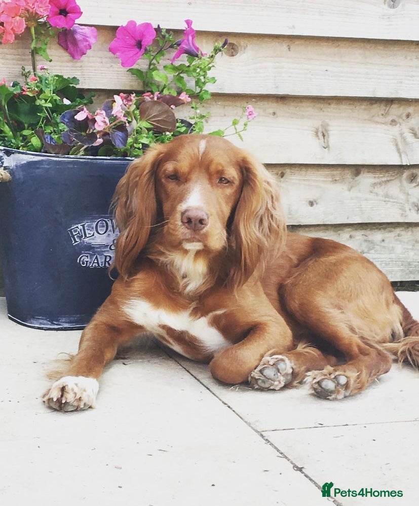 Cocker Spaniel dogs KC HEALTH TESTED PROVEN COCKER AT STUD in Shaftesbury - Advert 18