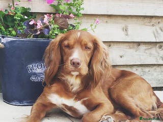 Cocker Spaniel dogs KC HEALTH TESTED PROVEN COCKER AT STUD in Shaftesbury - Advert 13