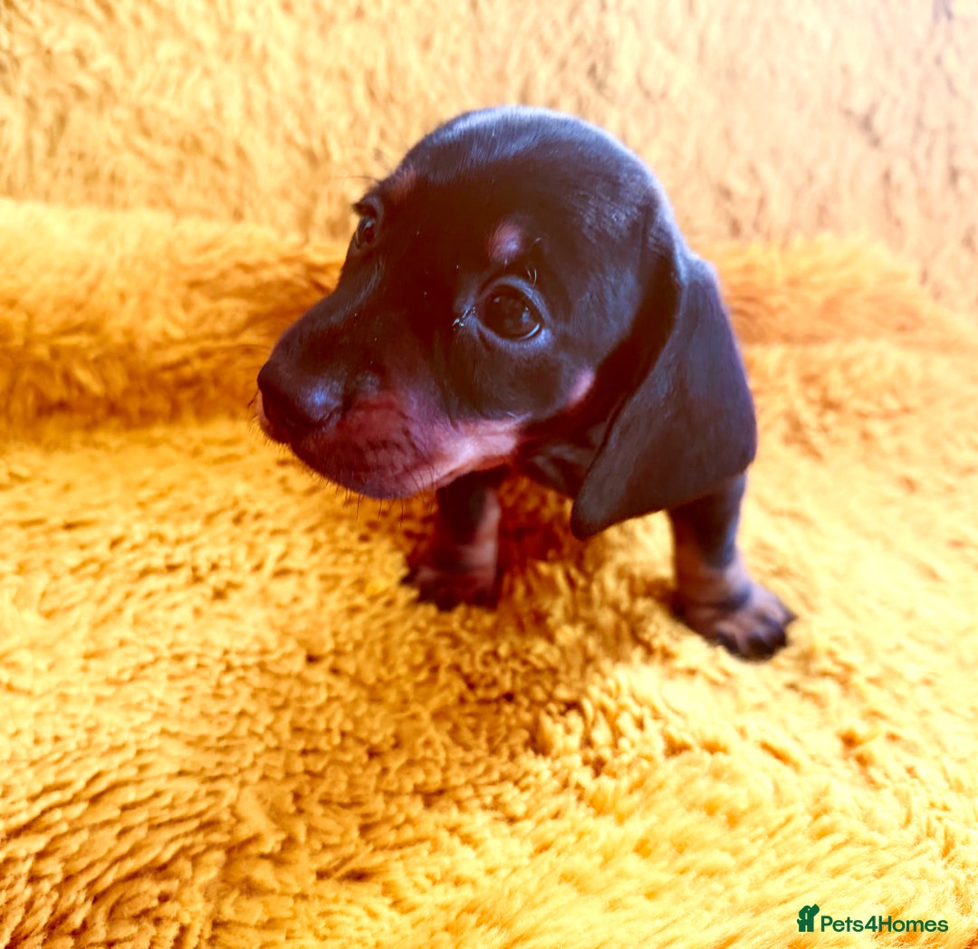 Dachshund dogs for sale: dachshund puppies  - Image 26