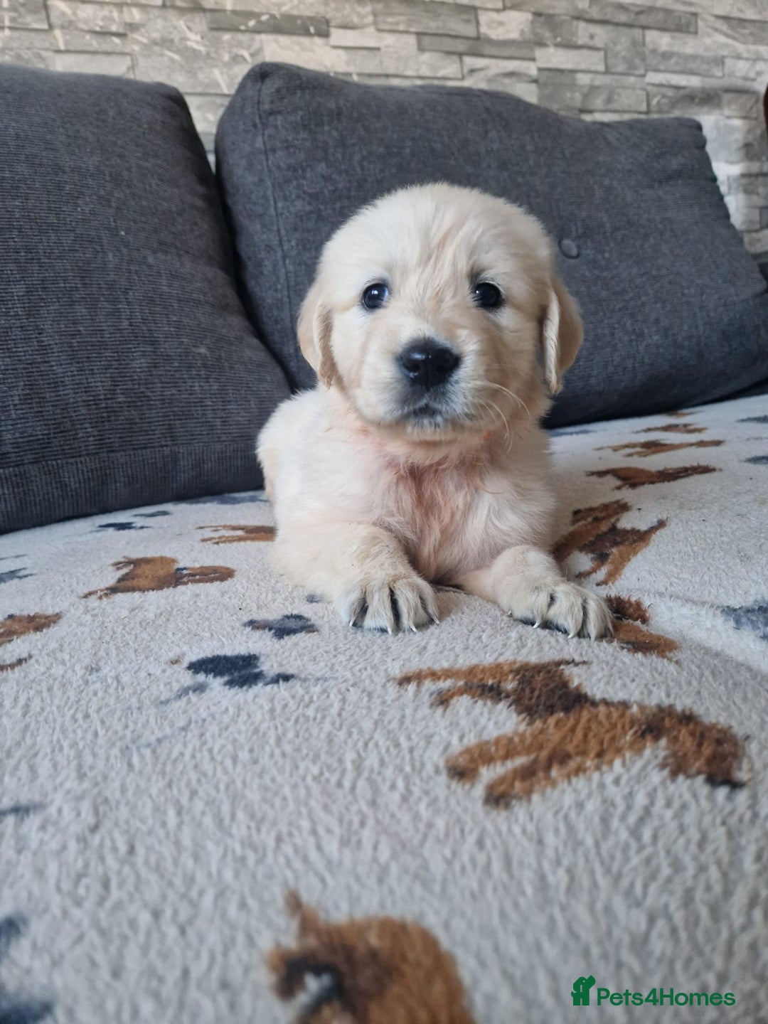 Golden Retriever dogs for sale: KC GoldenRetriver,READY NOW - Advert 16