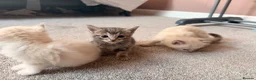 Mixed Breed cats for sale: Female kitten in Manningtree - Advert 5