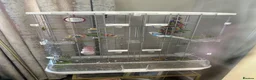 Budgerigars birds for sale: Budgie with cage in Sunderland - Advert 2