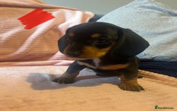 Miniature Dachshund dogs for sale: Miniature dachshunds - Image 21