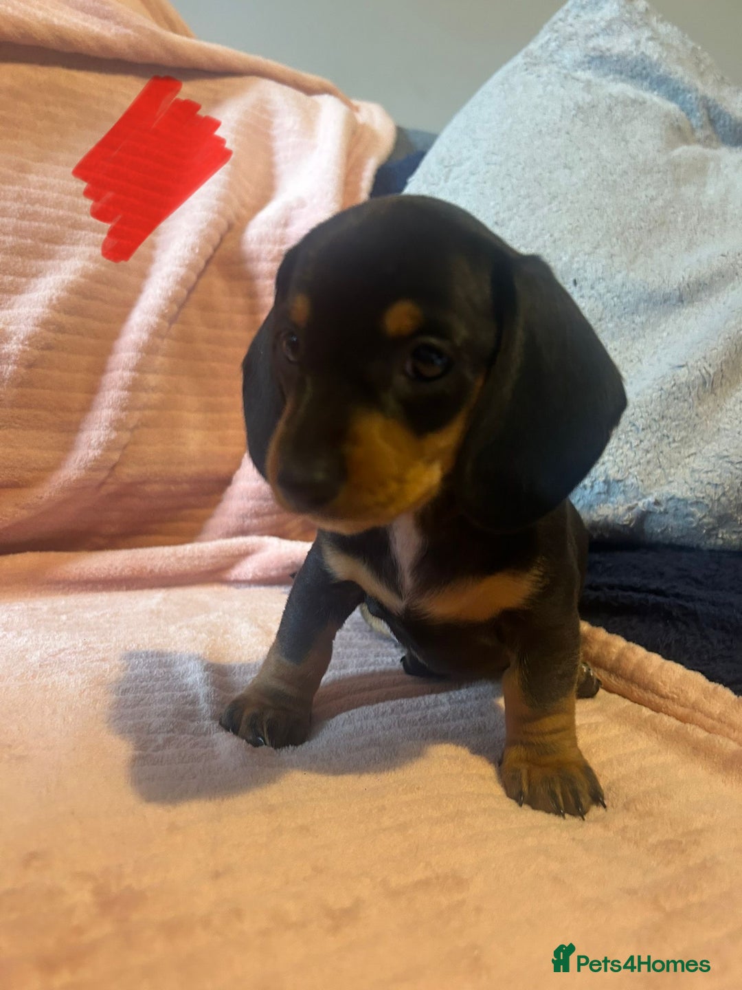 Miniature Dachshund dogs for sale: Miniature dachshunds - Image 21