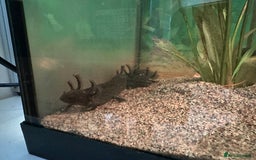 Axolotl reptiles for sale: Young Axolotls for sale - Image 4