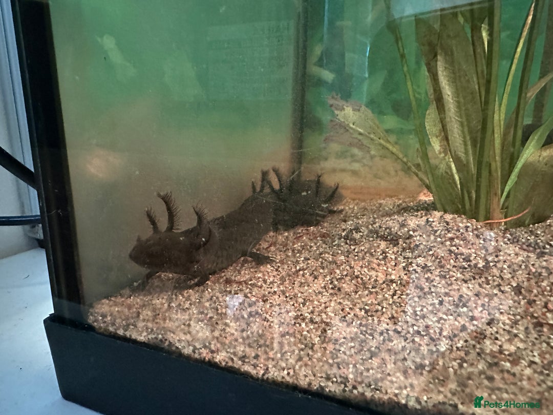Axolotl reptiles for sale: Young Axolotls for sale - Image 4