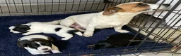 Jack Russell dogs for sale: 3 boy Jack russel pups - Advert 1
