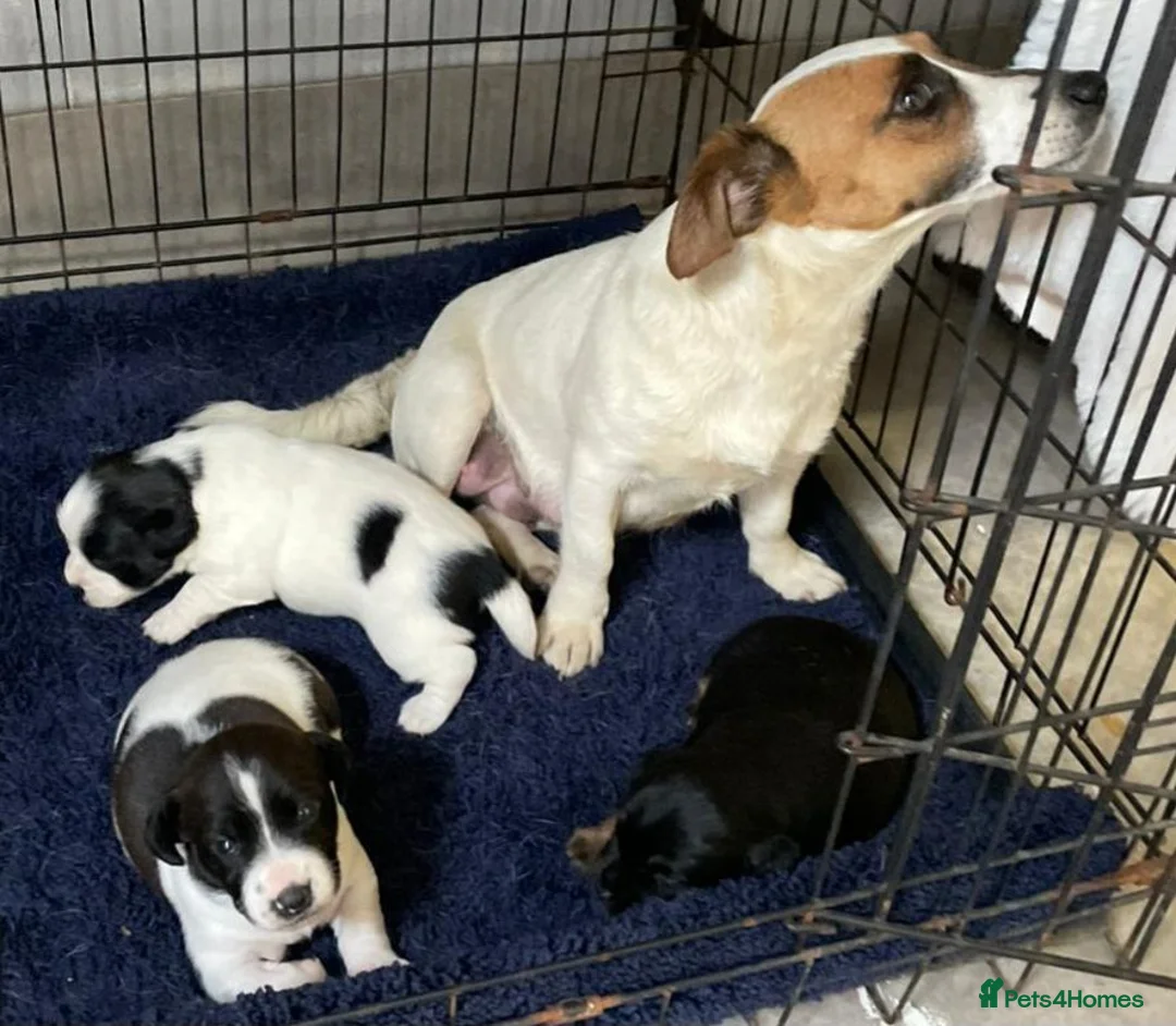 Jack Russell dogs for sale: 3 boy Jack russel pups - Advert 1