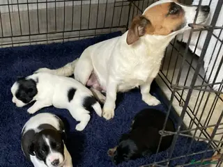Jack Russell dogs 3 boy Jack russel pups - Advert 1