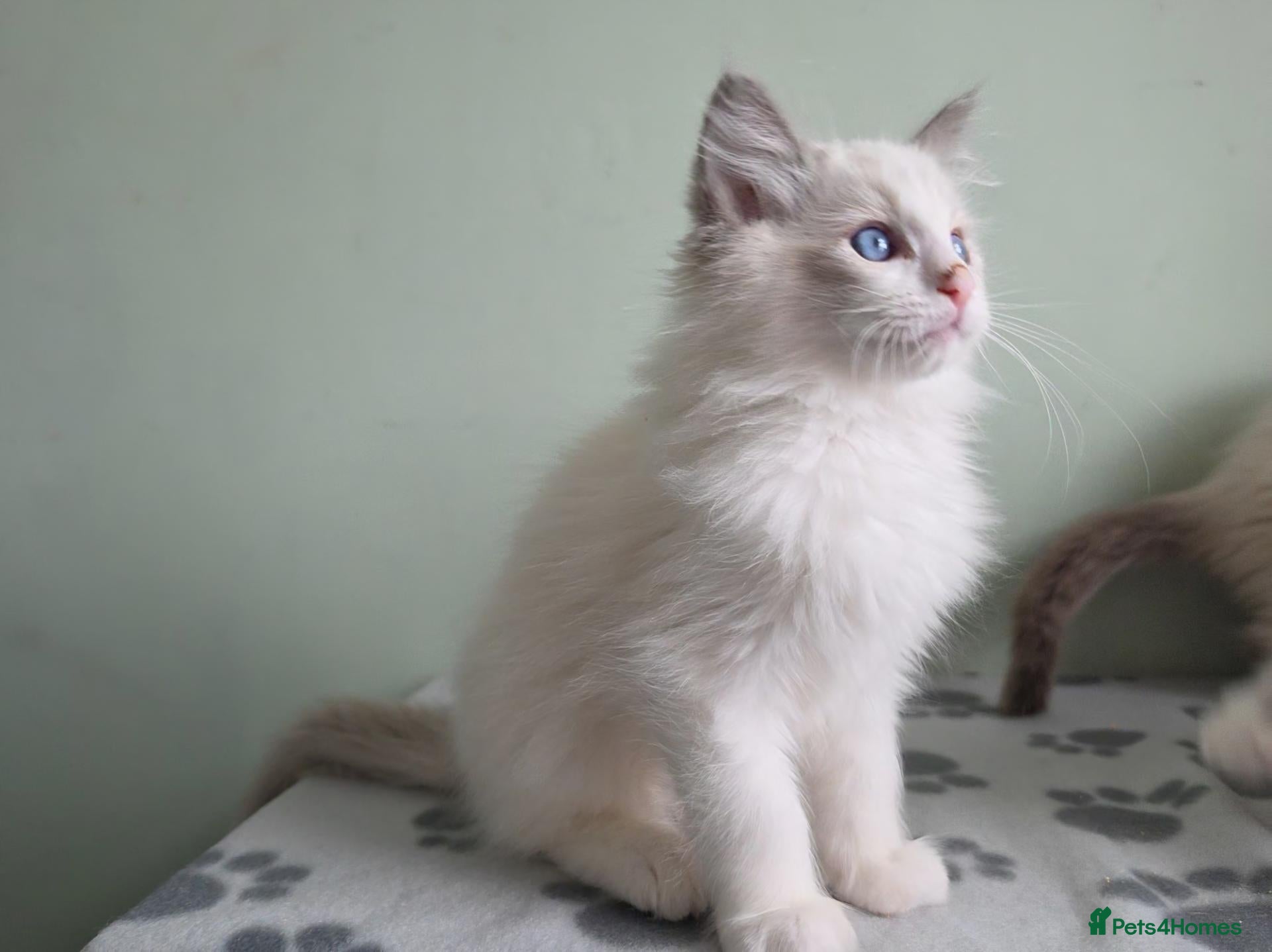 Ragdoll cats GCCF-registered Ragdoll kittens - Advert 1