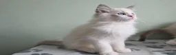 Ragdoll cats for sale: GCCF-registered Ragdoll kittens - Advert 24