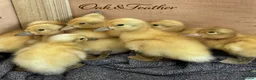 Ducks poultry for sale: 6 Harlequin Hatching Eggs *True Breed* - Advert 2
