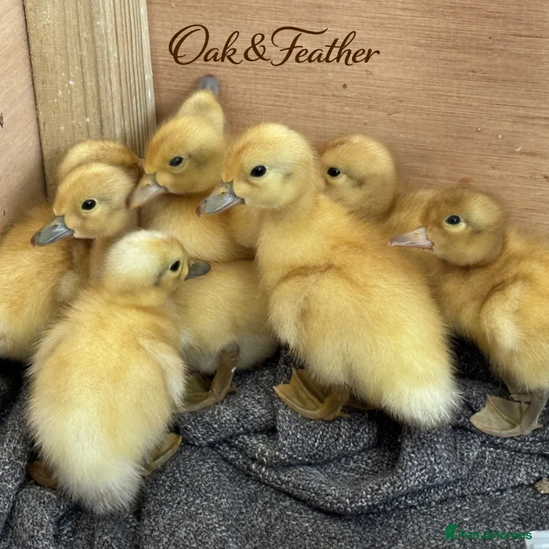 Ducks poultry for sale: 6 Harlequin Hatching Eggs *True Breed* - Advert 2