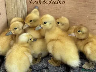 Ducks poultry 6 Harlequin Hatching Eggs *True Breed* - Advert 18
