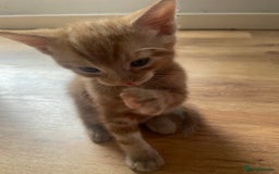 Domestic Shorthair cats for sale: 3 Gorgeous Male Kittens ready for their new home  - Image 4
