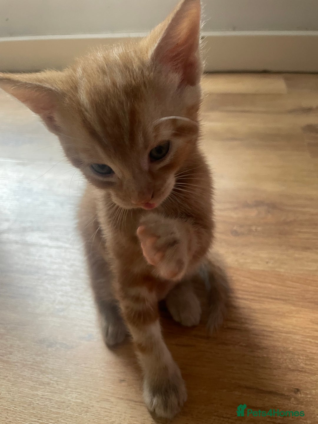 Domestic Shorthair cats for sale: 3 Gorgeous Male Kittens ready for their new home  - Image 4