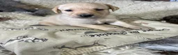 Labrador Retriever dogs for sale: Happy Healthy Labrador Pups from KC Reg Parents - Advert 5