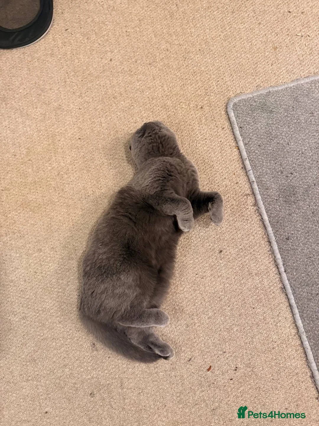 Scottish Fold cats for sale: Scottish fold kitten - GUCCI  - Advert 4